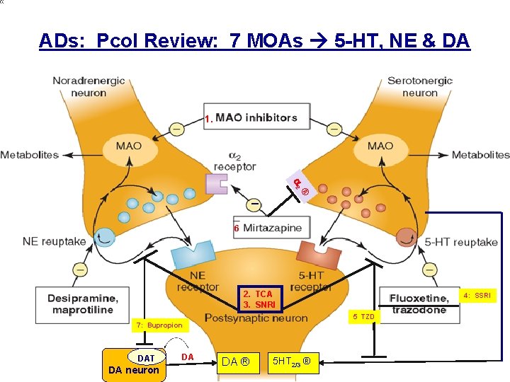 ADs: Pcol Review: 7 MOAs 5 -HT, NE & DA 1. a 2 ® ADs: Pcol Review: 7 MOAs 5 -HT, NE & DA 1. a 2 ®