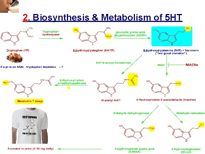 2. Biosynthesis & Metabolism of 5 HT 2. Biosynthesis & Metabolism of 5 HT
