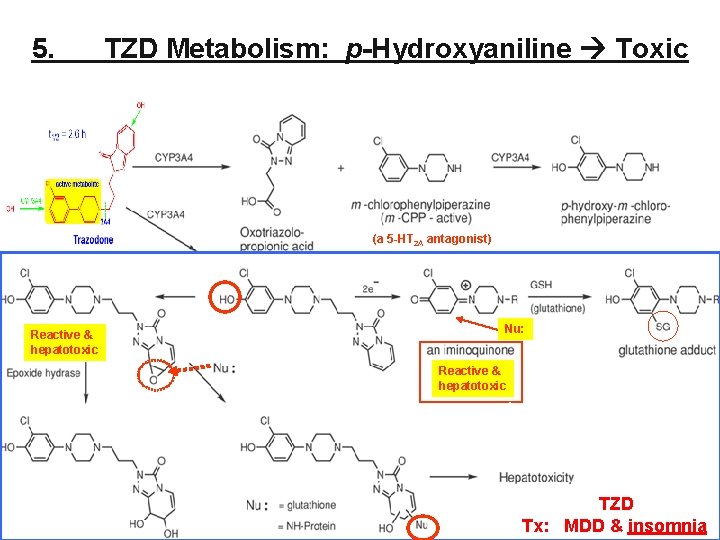 5. TZD Metabolism: p-Hydroxyaniline Toxic (a 5 -HT 2 A antagonist) Reactive & hepatotoxic 5. TZD Metabolism: p-Hydroxyaniline Toxic (a 5 -HT 2 A antagonist) Reactive & hepatotoxic