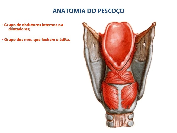 ANATOMIA DO PESCOÇO - Grupo de abdutores internos ou dilatadores; - Grupo dos mm.