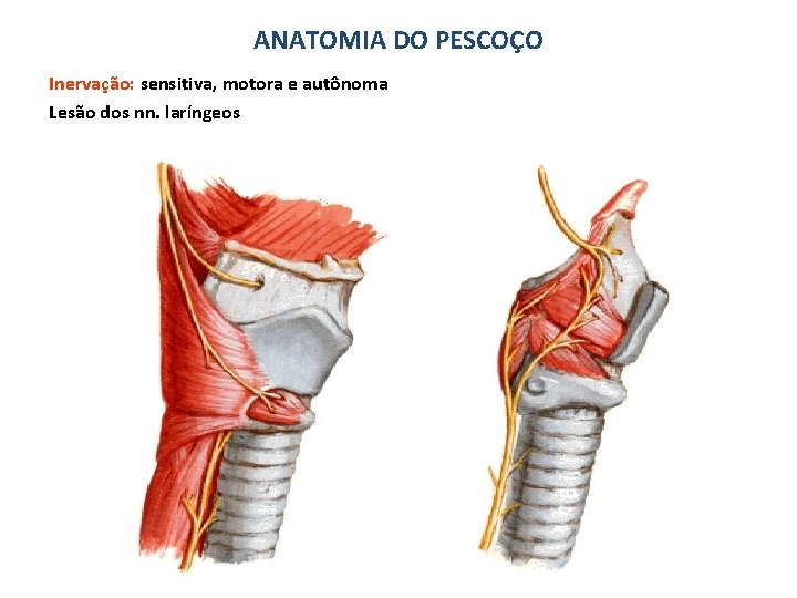 ANATOMIA DO PESCOÇO Inervação: sensitiva, motora e autônoma Lesão dos nn. laríngeos 