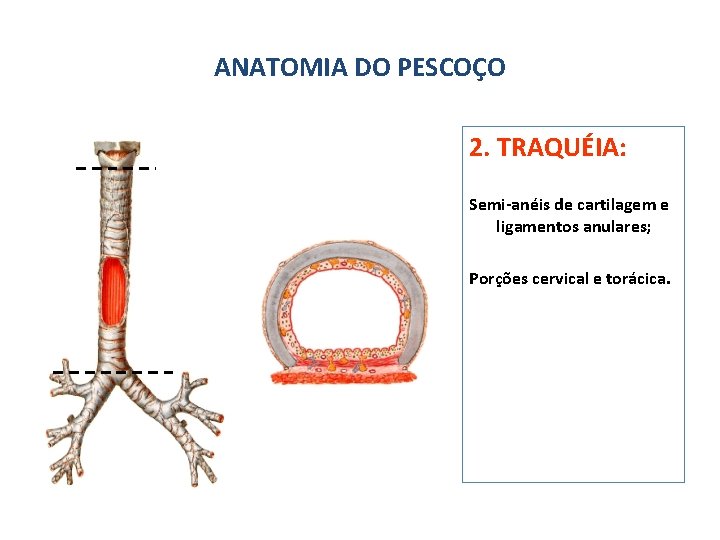 ANATOMIA DO PESCOÇO 2. TRAQUÉIA: Semi-anéis de cartilagem e ligamentos anulares; Porções cervical e