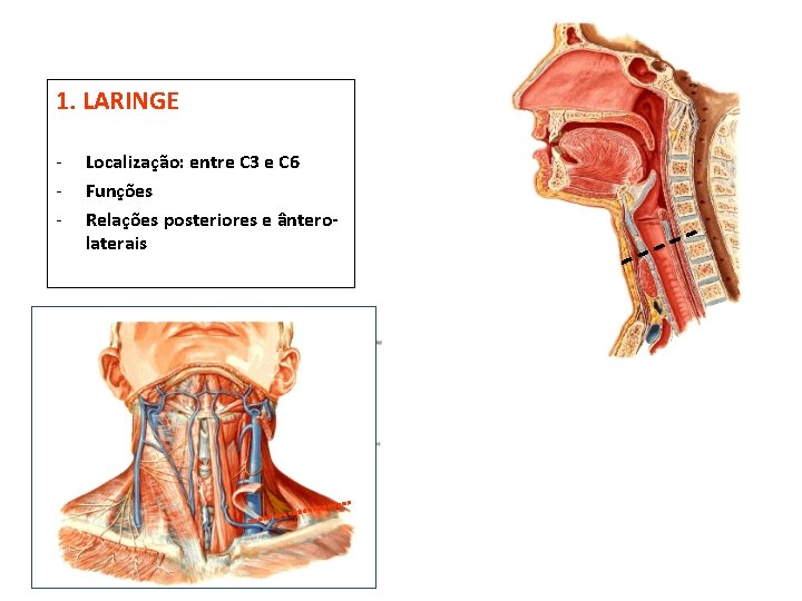 1. LARINGE - Localização: entre C 3 e C 6 Funções Relações posteriores e