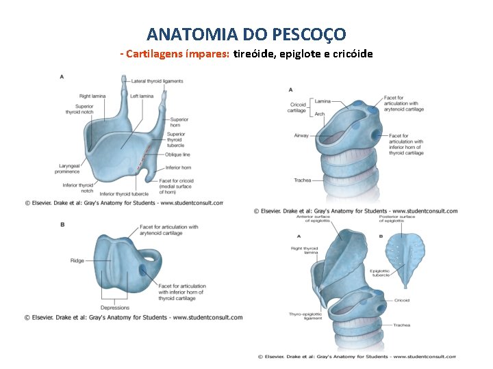 ANATOMIA DO PESCOÇO - Cartilagens ímpares: tireóide, epiglote e cricóide 