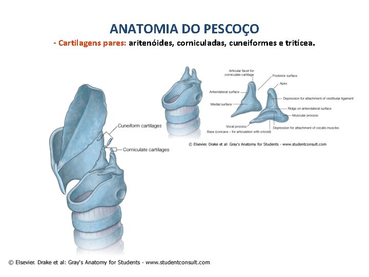 ANATOMIA DO PESCOÇO - Cartilagens pares: aritenóides, corniculadas, cuneiformes e tritícea. 