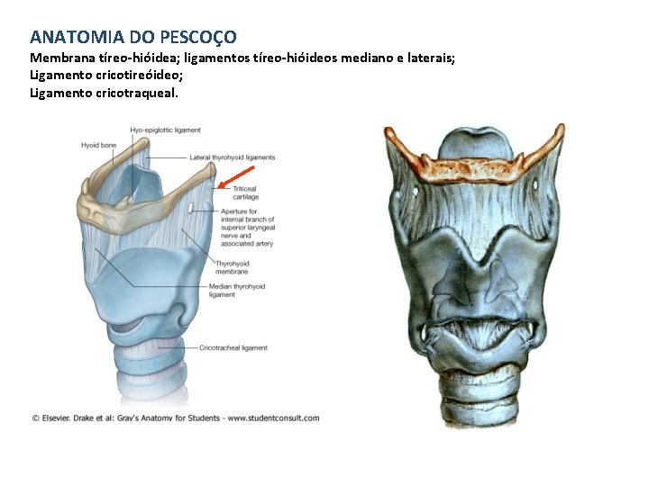 ANATOMIA DO PESCOÇO Membrana tíreo-hióidea; ligamentos tíreo-hióideos mediano e laterais; Ligamento cricotireóideo; Ligamento cricotraqueal.