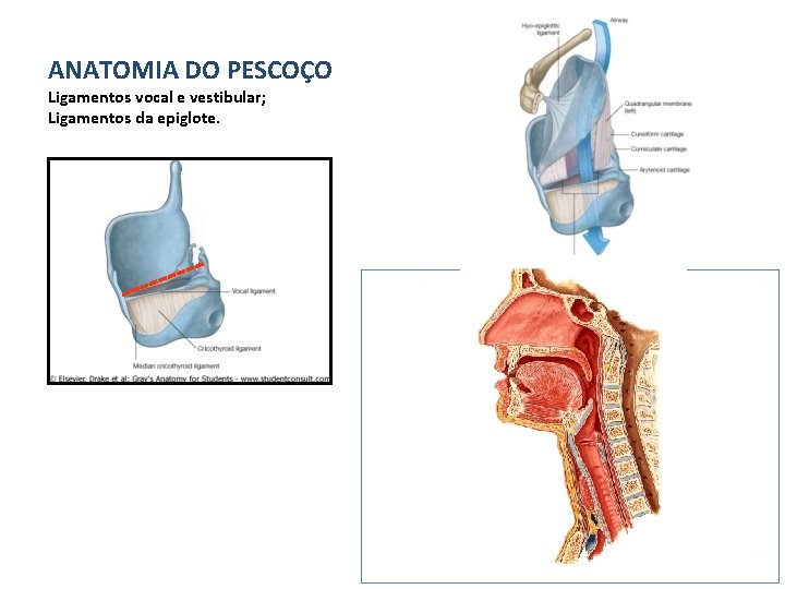 ANATOMIA DO PESCOÇO Ligamentos vocal e vestibular; Ligamentos da epiglote. 