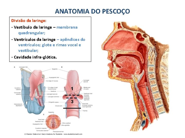 ANATOMIA DO PESCOÇO Divisão da laringe: - Vestíbulo da laringe – membrana quadrangular; -