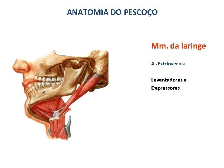 ANATOMIA DO PESCOÇO Mm. da laringe A. Extrínsecos: Levantadores e Depressores 