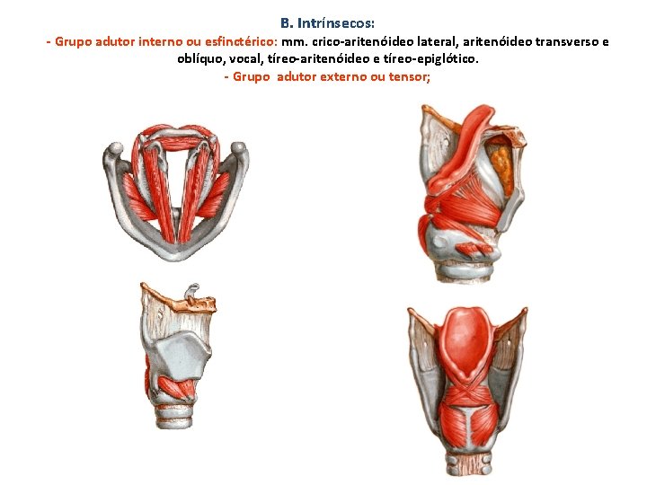 B. Intrínsecos: - Grupo adutor interno ou esfinctérico: mm. crico-aritenóideo lateral, aritenóideo transverso e