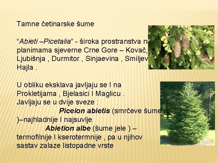 Tamne četinarske šume “Abieti –Picetalia” - široka prostranstva na planimama sjeverne Crne Gore –