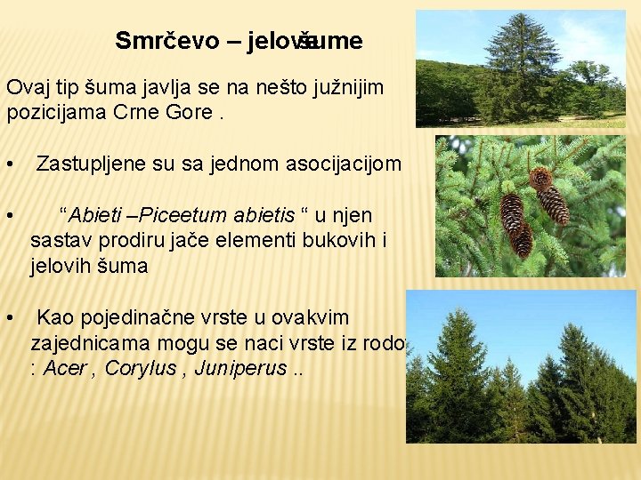 šume Smrčevo – jelove Ovaj tip šuma javlja se na nešto južnijim pozicijama Crne