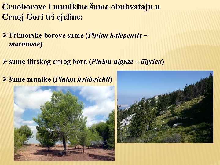 Crnoborove i munikine šume obuhvataju u Crnoj Gori tri cjeline: Ø Primorske borove sume