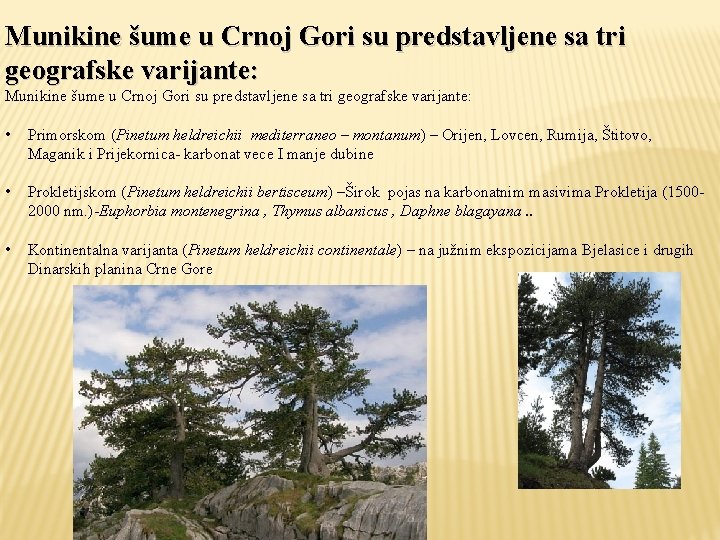Munikine šume u Crnoj Gori su predstavljene sa tri geografske varijante: • Primorskom (Pinetum
