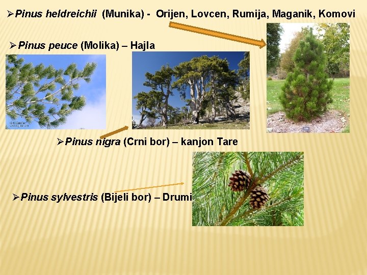 ØPinus heldreichii (Munika) - Orijen, Lovcen, Rumija, Maganik, Komovi ØPinus peuce (Molika) – Hajla