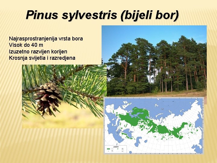 Pinus sylvestris (bijeli bor) Najrasprostranjenija vrsta bora Visok do 40 m Izuzetno razvijen korijen