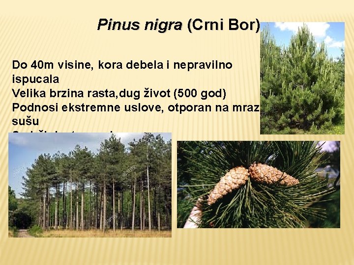 Pinus nigra (Crni Bor) Do 40 m visine, kora debela i nepravilno ispucala Velika