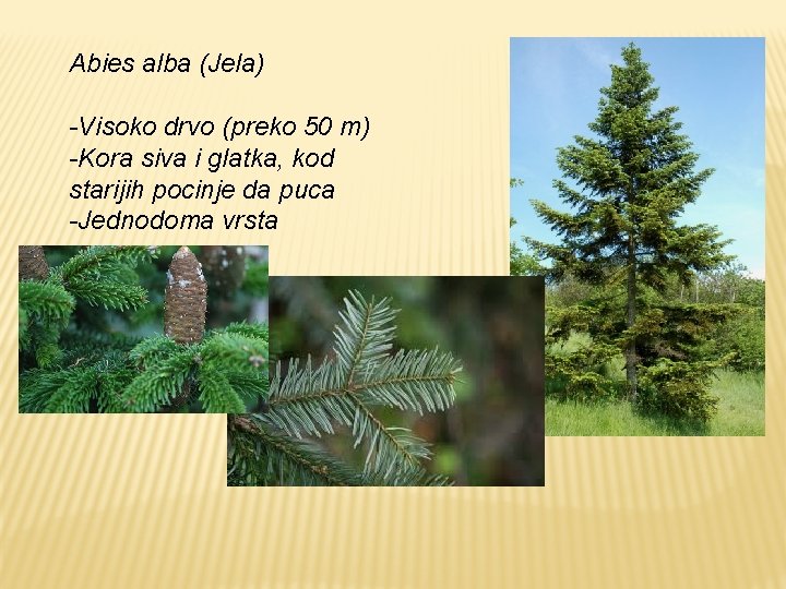 Abies alba (Jela) -Visoko drvo (preko 50 m) -Kora siva i glatka, kod starijih