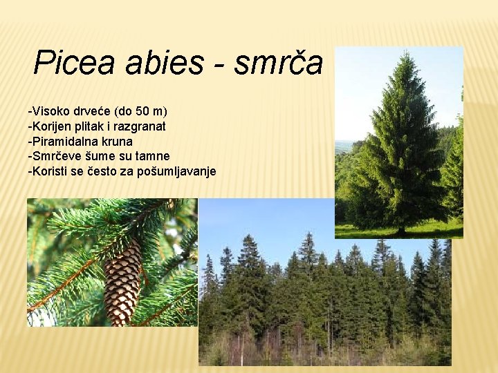 Picea abies - smrča -Visoko drveće (do 50 m) -Korijen plitak i razgranat -Piramidalna