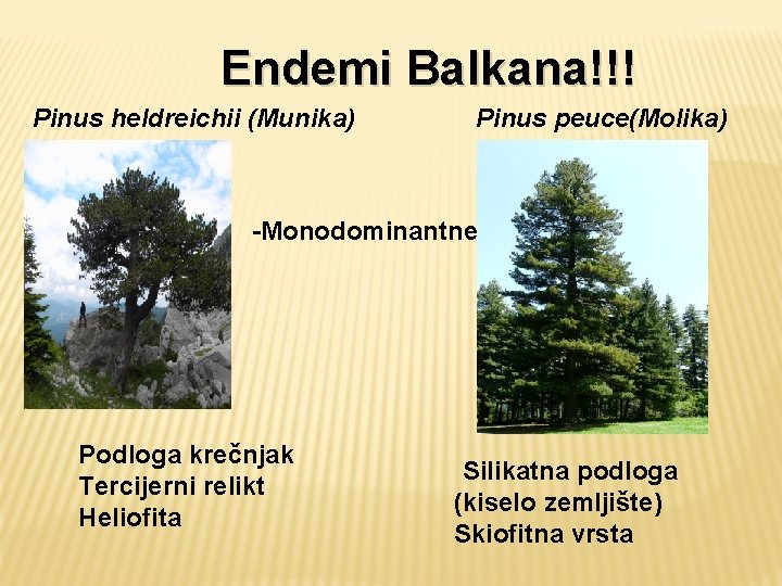 Endemi Balkana!!! Pinus heldreichii (Munika) Pinus peuce(Molika) -Monodominantne Podloga krečnjak Tercijerni relikt Heliofita Silikatna