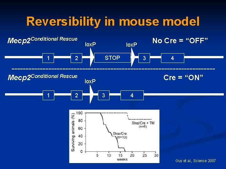 Reversibility in mouse model Mecp 2 Conditional Rescue 1 2 No Cre = “OFF”