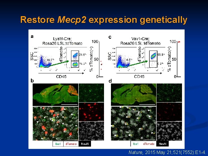 Restore Mecp 2 expression genetically Nature, 2015 May 21; 521(7552): E 1 -4. 