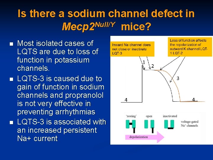 Is there a sodium channel defect in Mecp 2 Null/Y mice? n n n