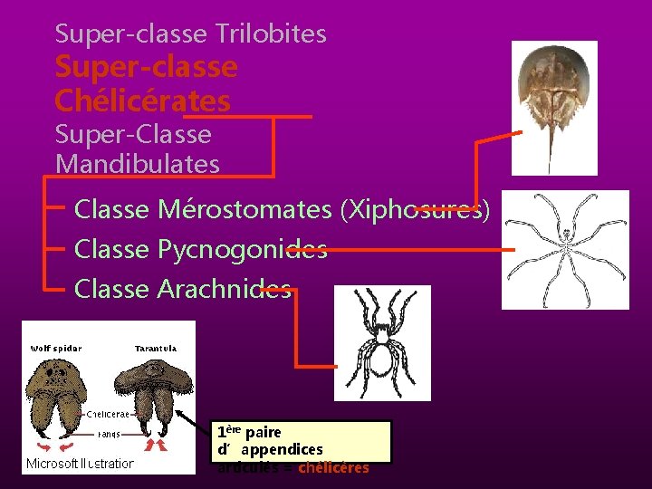 Super-classe Trilobites Super-classe Chélicérates Super-Classe Mandibulates Classe Mérostomates (Xiphosures) Classe Pycnogonides Classe Arachnides 1ère