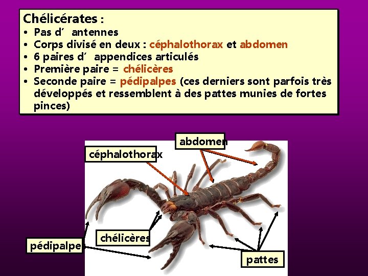 Chélicérates : • • • Pas d’antennes Corps divisé en deux : céphalothorax et