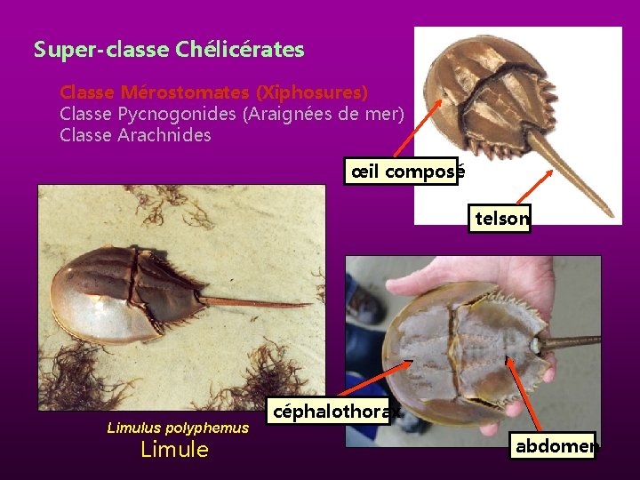 Super-classe Chélicérates Classe Mérostomates (Xiphosures) Classe Pycnogonides (Araignées de mer) Classe Arachnides œil composé