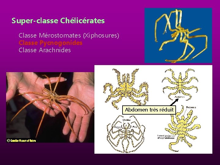 Super-classe Chélicérates Classe Mérostomates (Xiphosures) Classe Pycnogonides Classe Arachnides Abdomen très réduit 