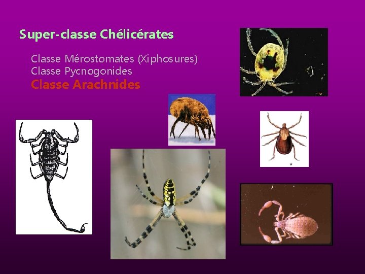 Super-classe Chélicérates Classe Mérostomates (Xiphosures) Classe Pycnogonides Classe Arachnides 