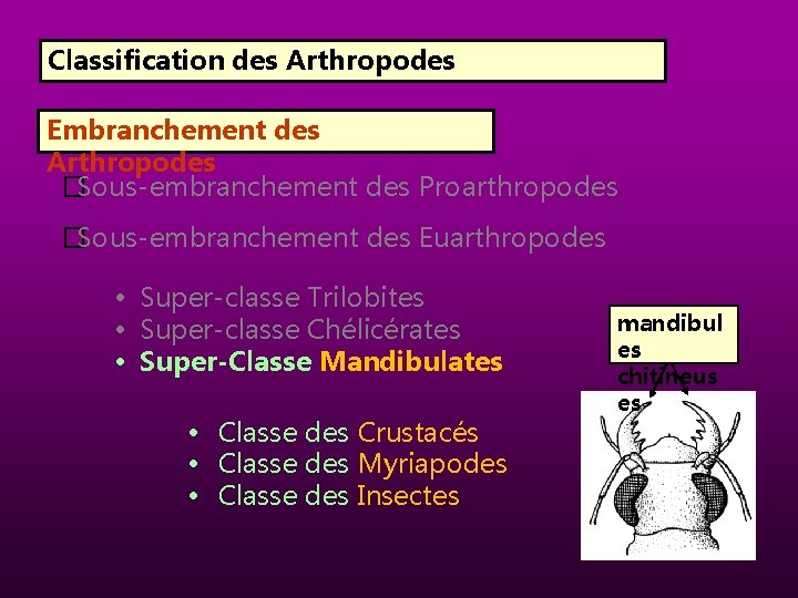 Classification des Arthropodes Embranchement des Arthropodes �Sous-embranchement des Proarthropodes �Sous-embranchement des Euarthropodes • Super-classe