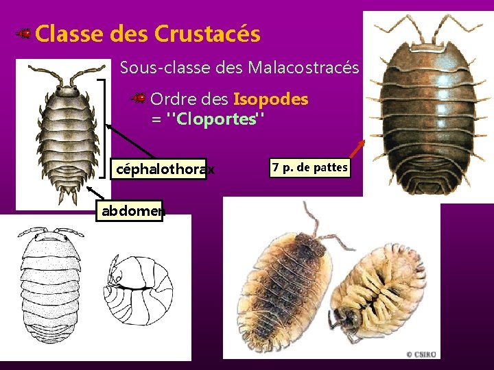 Classe des Crustacés Sous-classe des Malacostracés Ordre des Isopodes = "Cloportes" céphalothorax abdomen 7