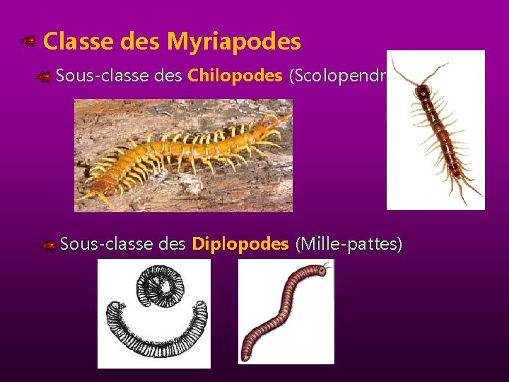 Classe des Myriapodes Sous-classe des Chilopodes (Scolopendres) Sous-classe des Diplopodes (Mille-pattes) 