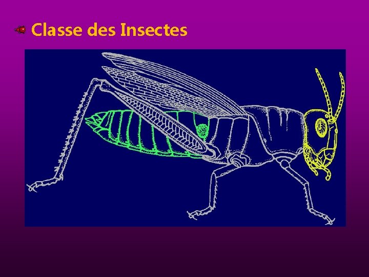 Classe des Insectes 
