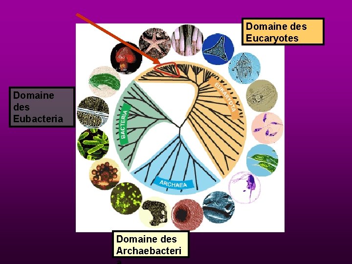 Domaine des Eucaryotes Domaine des Eubacteria Domaine des Archaebacteri 