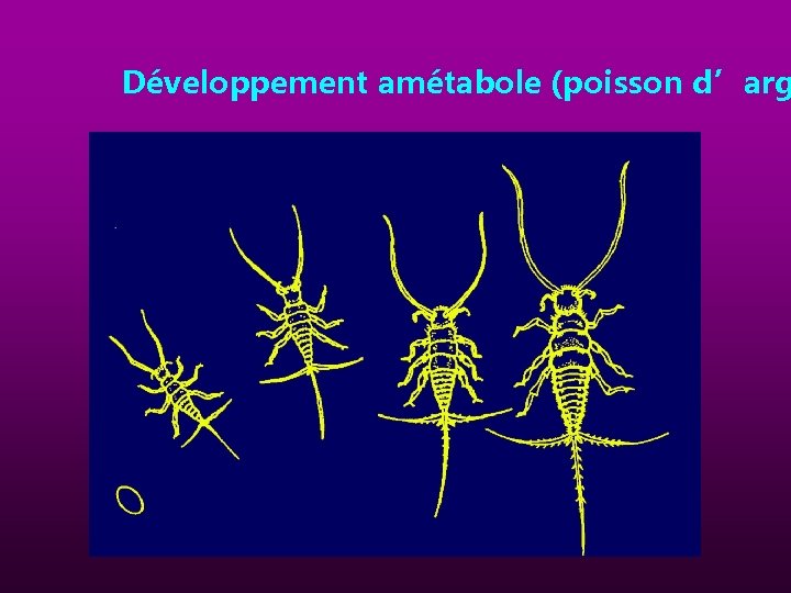 Développement amétabole (poisson d’arg 