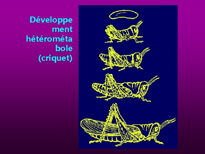 Développe ment hétérométa bole (criquet) 