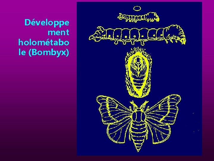 Développe ment holométabo le (Bombyx) 