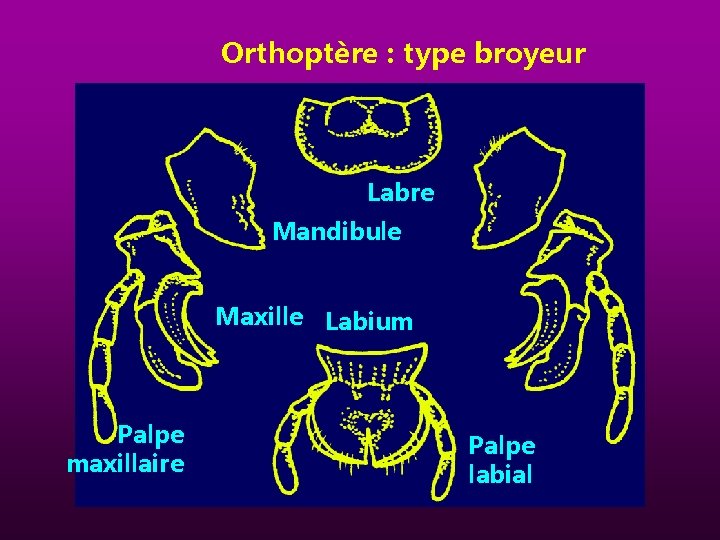 Orthoptère : type broyeur Labre Mandibule Maxille Labium Palpe maxillaire Palpe labial 