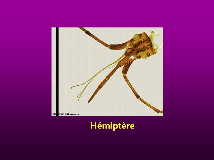 Hémiptère 