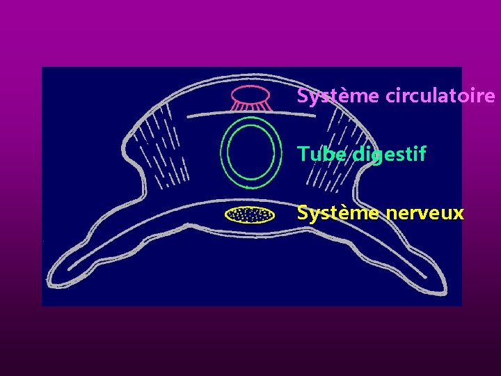Système circulatoire Tube digestif Système nerveux 