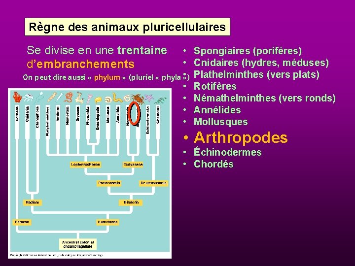 Règne des animaux pluricellulaires Se divise en une trentaine d’embranchements • • • On