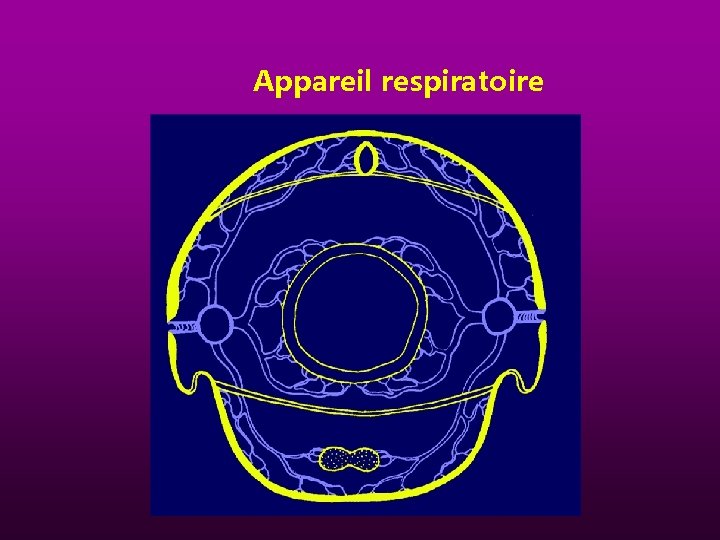 Appareil respiratoire 