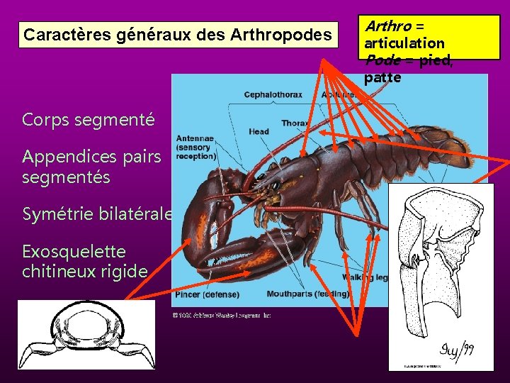 Caractères généraux des Arthropodes Corps segmenté Appendices pairs segmentés Symétrie bilatérale Exosquelette chitineux rigide