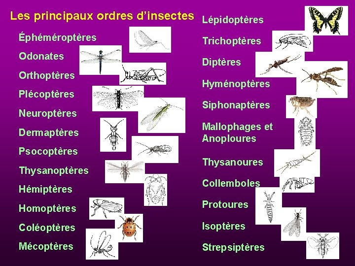 Les principaux ordres d’insectes Lépidoptères Éphéméroptères Odonates Orthoptères Plécoptères Neuroptères Dermaptères Psocoptères Thysanoptères Hémiptères