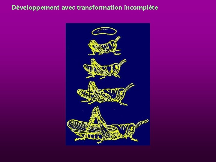 Développement avec transformation incomplète 