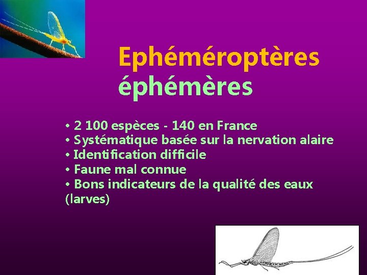 Ephéméroptères éphémères • 2 100 espèces - 140 en France • Systématique basée sur