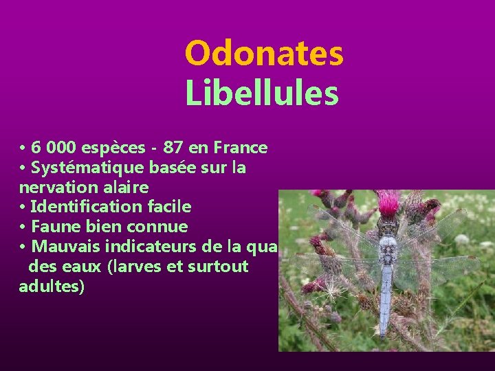 Odonates Libellules • 6 000 espèces - 87 en France • Systématique basée sur